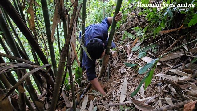 Catching bamboo rats underground, mountain life (EP154) смотреть онлайн