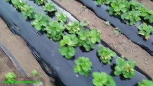 Клубника Альбион, ремонтантный сорт крупноплодной садовой земляники