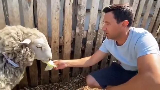 БАРАНЫ на Курбан тел.: 2408121 89600452973 смотреть онлайн