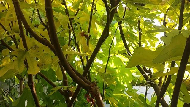 Инжир, Хурма, Зизифус, Гранат, Фейхоа. Обзор по просьбе подписчиков смотреть онлайн