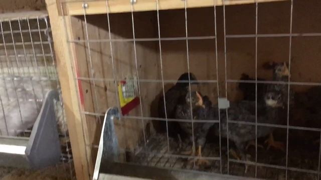 Цыплята Чешский Доминант 30 дней(месяц). Содержание, кормление и поение месячных цыплят. смотреть онлайн