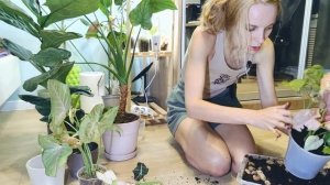 Пересаживаю розовые СИНГОНИУМЫ | Пинк сплеш | НЕОН | Пинк спот ТРИКОЛОР | Пинк ФЛЕКД