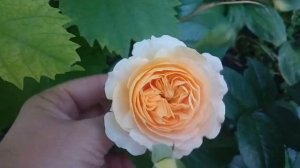 Английская роза Чиппендейл ( Rose Chippendale )
