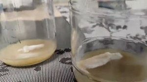 #мицелий #Питательная среда для выращивания мицелия