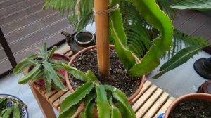 Экстремально прохладная зимовка питахайи (питайи).