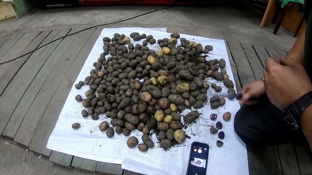 Фиолетовая картошка! Белогорск. Амурская область. Разводим семена картошки!!! смотреть онлайн
