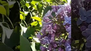Сирень Катерина Хавемейер