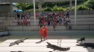 Жесть, крокодил чуть не откусил руку у тайца