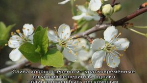 Слива скороплодная