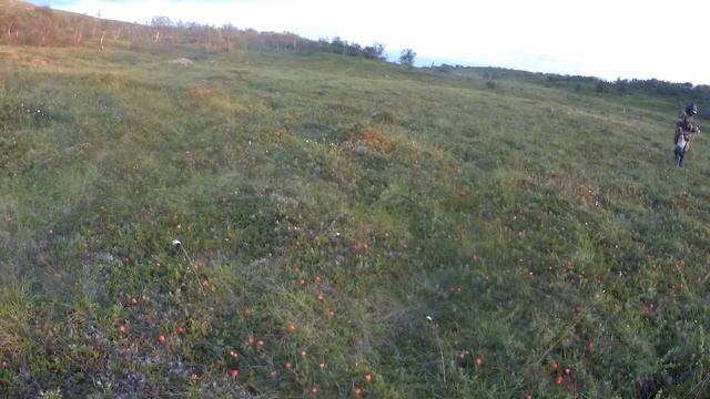 ГОЛЕЦ, КУМЖА. В ТУНДРУ С ПОДПИСЧИКОМ НА 4 ДНЯ. ЧАСТЬ #1. смотреть онлайн