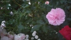 Роза Лариса.