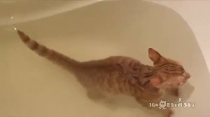 рыжий кот плавает в ванной