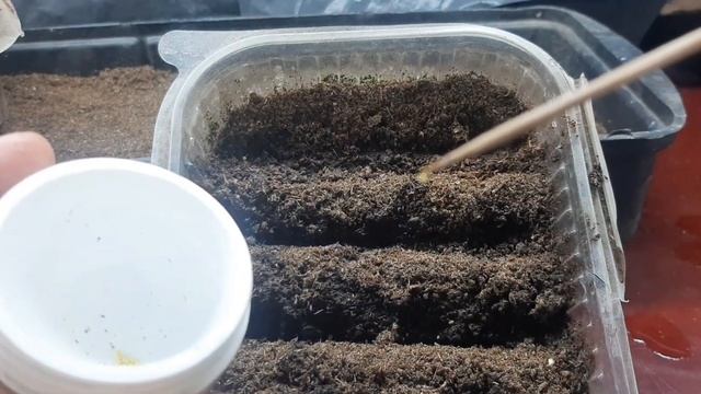 Посев бегонии клубневой и вечноцветущей 2023 сезон! #цветы,#бегонии ,#бегонияизсемян. смотреть онлайн