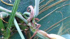 Arrowhead Plant Syngonium angustatum Flowers Unveiled