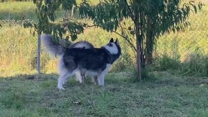 Вязка собак Хаски . Привезли нашу мини хаски Айзу на вязку . Свадьба собак хаски .