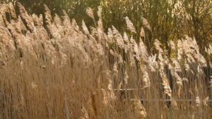 ЗАСАДИЛ ТЕЩЕ...