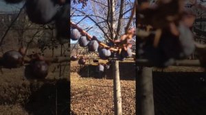 ХУРМА кавказская! Самая вкусная