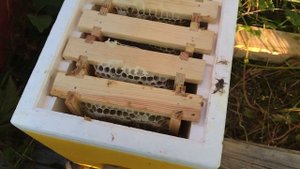 Заканчиваем сезон. Немного о нуклеусах Лысонь.