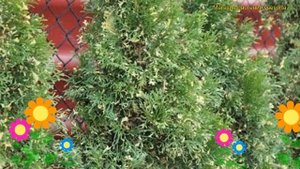 Туя западная смарагд варигата. Краткий обзор, описание thuja occidentalis Smaragd Variegata