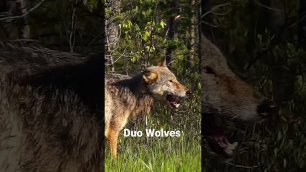 Duo Wolves. Вокальный дуэт волков! #shorts