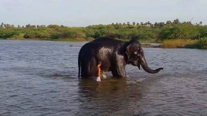 Laxmi elephant  mothorgan and dancing thukudi