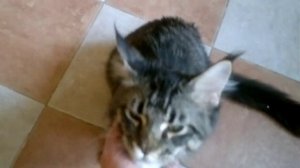 МЕЙН - КУН ВОЛЬФ В 5 МЕСЯЦЕВ