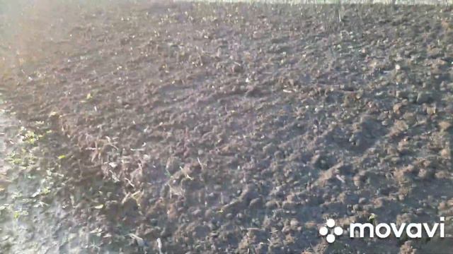 Дискуємо грязюку,пропустили строки посіву соняшника. смотреть онлайн