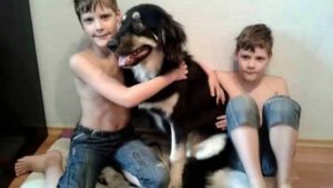 Бурят-монгольская собака. Наша Лапа