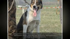 Восточно сибирская лайка Крупные породы собак