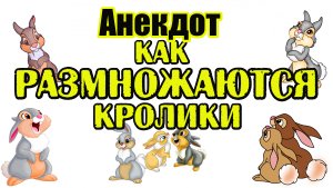 Анекдот как размножаются кролики. Шутки дня.