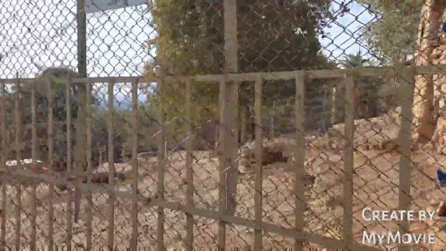 Девочки Гуляли В Зоопарке В Анталии.Видели Много Животных.Antalya Hayvanat Bahcesi.Много Обезьян. смотреть онлайн