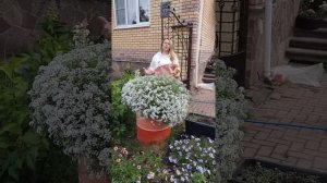 Ампельный алиссум Snow Princess (Сноу принцесс)