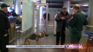 Во "Внуково" служебная собака нашла незадекларированную валюту