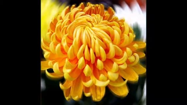 Хризантема царица осени смотреть онлайн