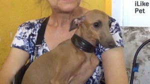 Левретка на ilikepet. Особенности породы, уход