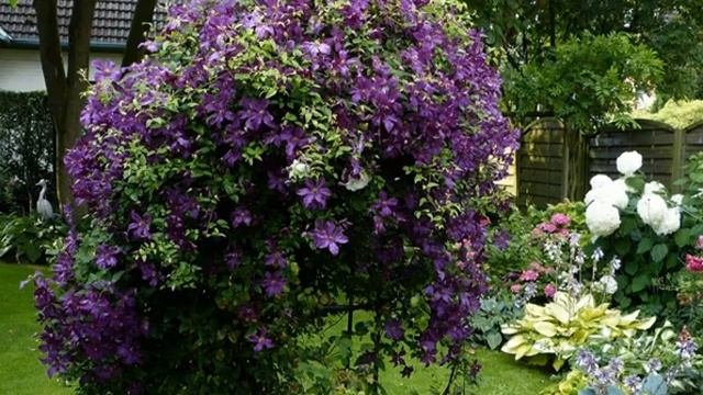 Again Modern garden, Clematis, Garden vines