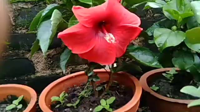 Amazing rare Australian and puna variety 12 tropical hibiscus flowers plants. смотреть онлайн