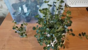 Комнатные растения. Пилея монетолистная.