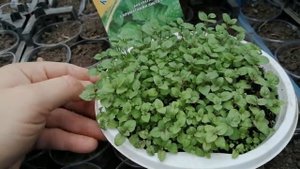 Мята карамельная из семян. Обзор.