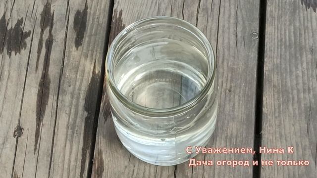 Кормлю кусты клубники этим в Мае! Урожай Клубники зашкаливает, соседи в шоке.