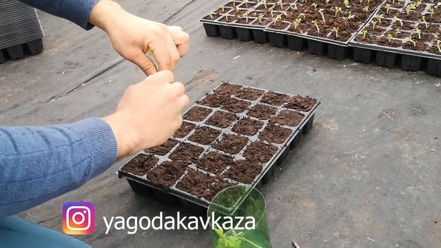 размножение малины маточным корнем смотреть онлайн