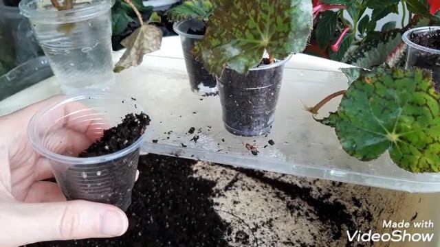 Размножение декоративно лиственной бегонии. Часть вторая. смотреть онлайн