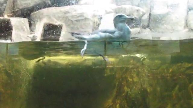 Водоплавающие птицы.avi