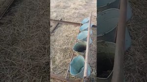 поилка для телят...
