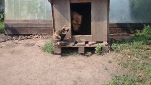 Кошка не пускает собаку в будку