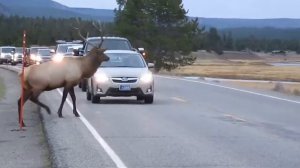 Йеллоустоун - олень переходит дорогу запись с фотоаппарата. Yellowstone - deer crossing roadway 2