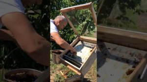 Солнечная воскотопка