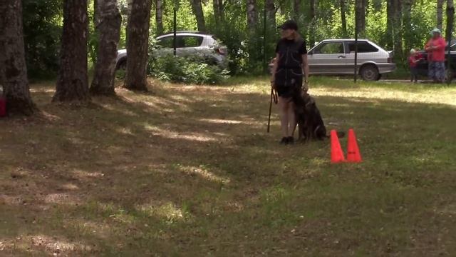 Выступление кинологов Владимирского Аграрного Колледжа с собаками на Владимирских Зорях 2022 смотреть онлайн