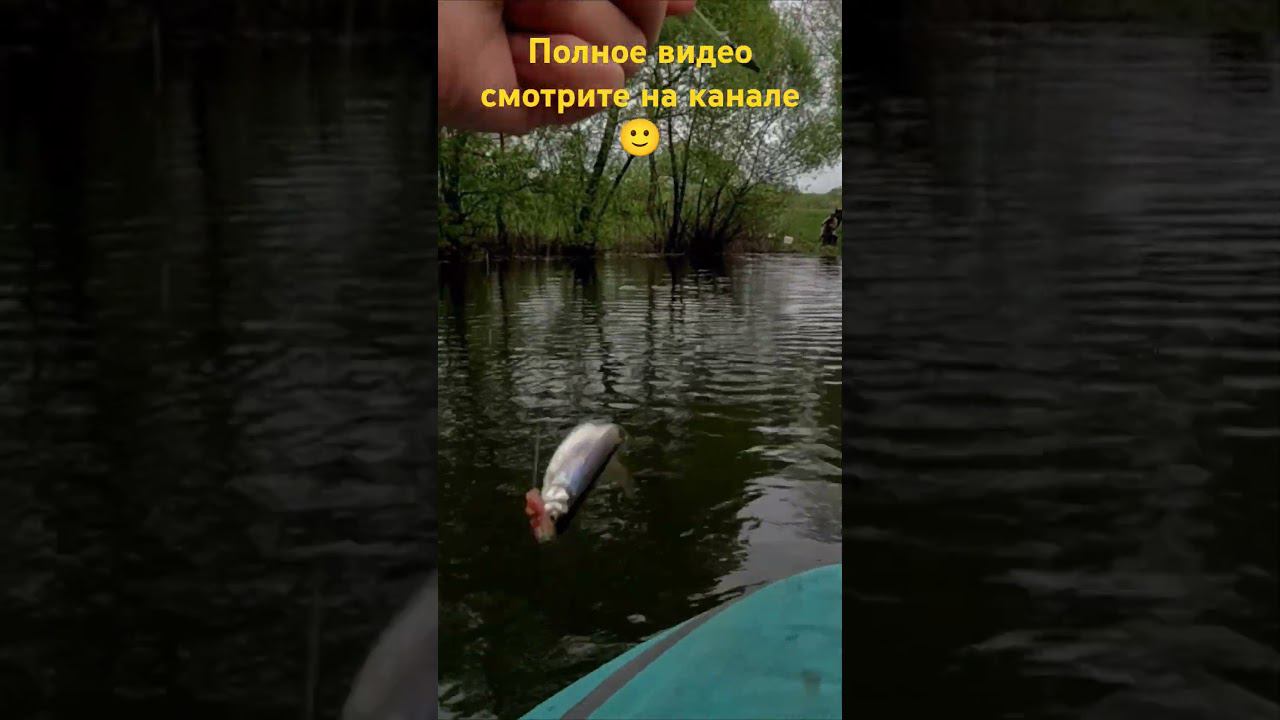 Вот это КАРАСИЩЕ #ловляслодки #рыбалка #приманкадлярыбы #карась #карп #рыбаки #прикол #егоргришин