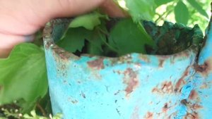 Синичка вывела птенцов в глубокой трубе